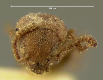 Media type: image;   Entomology 6253 Aspect: head frontal view